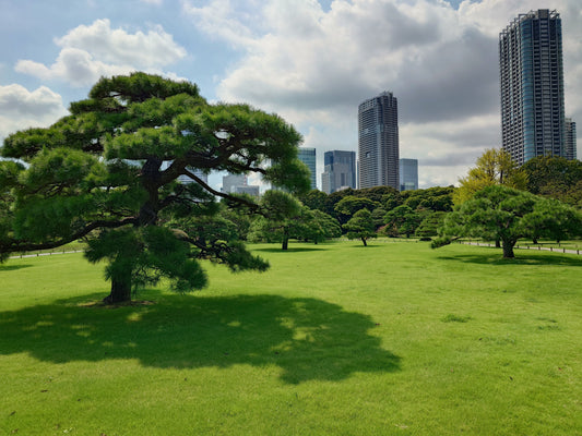 Tokyo Blog Teil 10 – Naturidylle mitten in der Stadt: Hamarikyu Garten