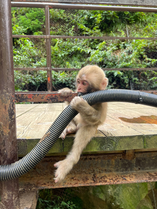 Jigokudani Snow Monkeys: Ein Sommerbesuch im Tal der heißen Quellen