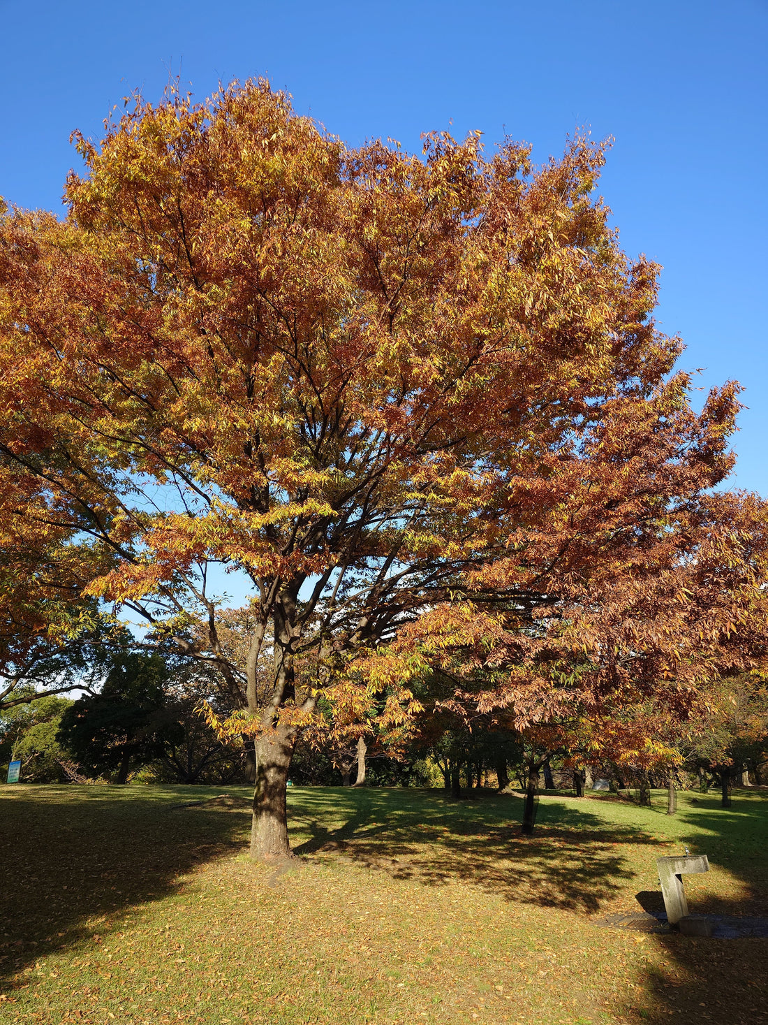 Daisen Park in Sakai: Japangarten und Grabhügel