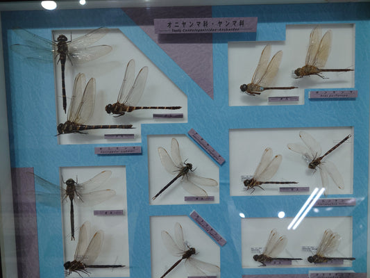 Insekten in Japan Kultur Natur und Reisewissen für deinen nächsten Trip