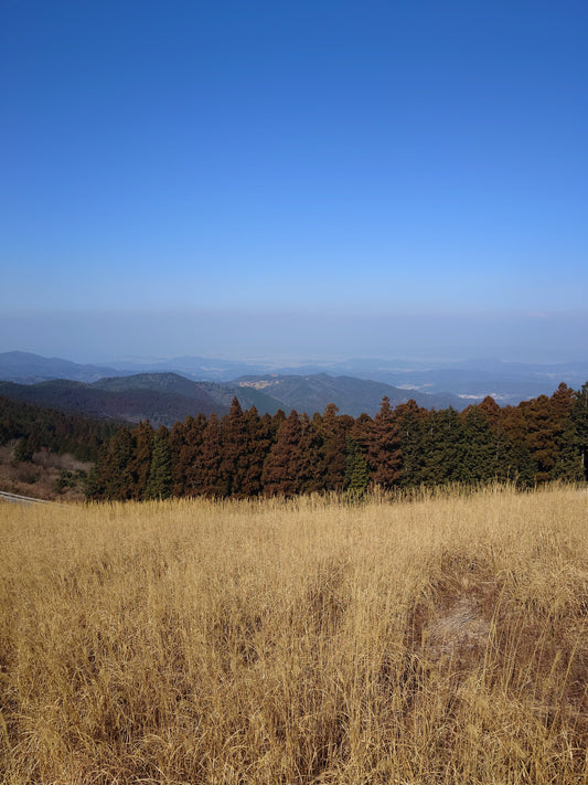 Oishi Kogen in Wakayama: Goldene Susuki Wellen und ein 360 Grad Panorama