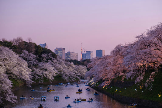 Kirschblüte in Tokio