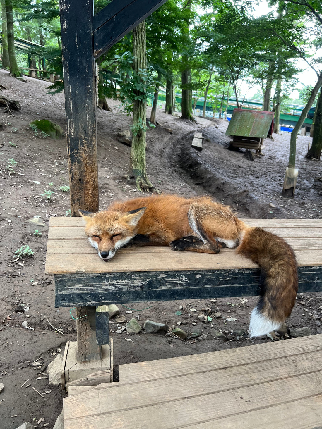 Zao Fox Village (Miyagi): Anfahrt, Preise & Tipps für deinen Besuch